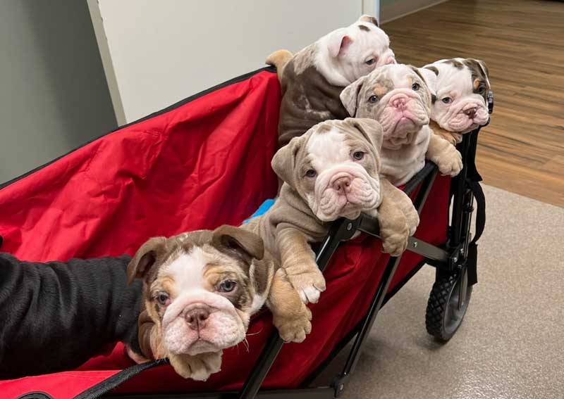 Carousel Slide 2: Canine reproductive care