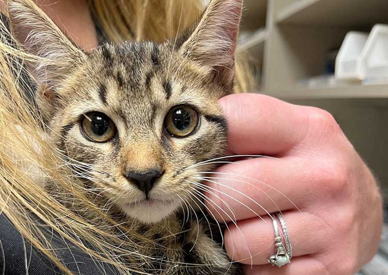 Carousel Slide 3: Cat veterinarians